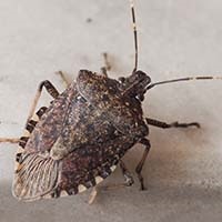 Insect identification NS Insect identification NS